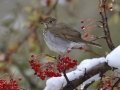 Hermit Thrush