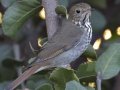 Hermit Thrush