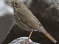 Hermit Thrush