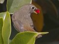 Hermit Thrush
