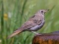 Hermit Thrush
