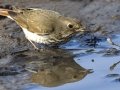 Hermit Thrush