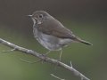 Hermit Thrush