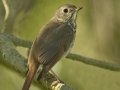 Hermit Thrush