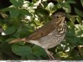 Hermit Thrush