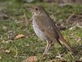 Hermit Thrush