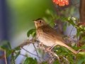 Hermit Thrush - Dos Picos County Park