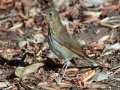 Hermit Thrush - Dos Picos County Park