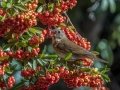 Hermit Thrush - Dos Picos County Park