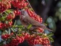 Hermit Thrush - Dos Picos County Park