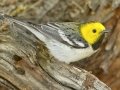 Hermit Warbler