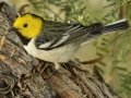 Hermit Warbler