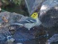 Hermit Warbler