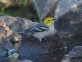 Hermit Warbler