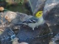 Hermit Warbler