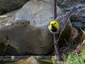 Hermit Warbler