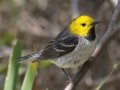 Hermit Warbler