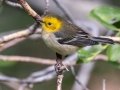 Hermit Warbler