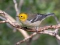 Hermit Warbler