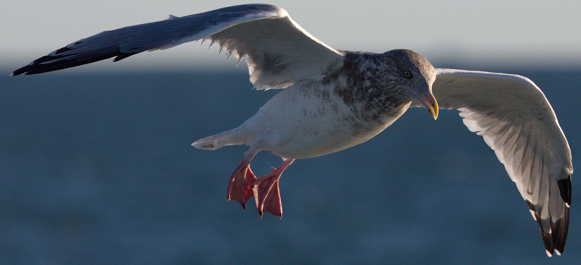 Herring Gull | San Diego Bird Spot