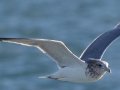 Herring Gull