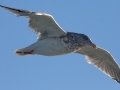 Herring Gull