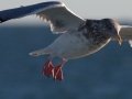 Herring Gull