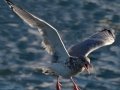 Herring Gull
