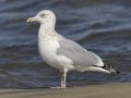 Herring Gull