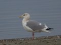 Herring Gull