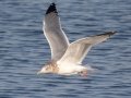 Herring Gull