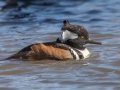 Hooded Merganser