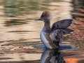 Hooded Merganser