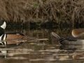 Hooded Merganser