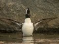 Hooded Merganser