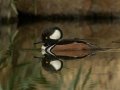 Hooded Merganser