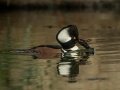 Hooded Merganser