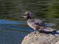 Hooded Merganser
