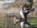 Hooded Merganser