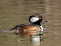 Hooded Merganser