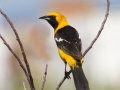 Hooded Oriole