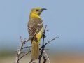 Hooded Oriole