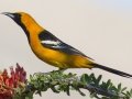 Hooded Oriole