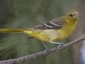 Hooded Oriole