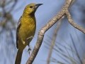 Hooded Oriole
