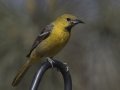 Hooded Oriole