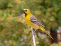 Hooded Oriole