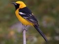 Hooded Oriole