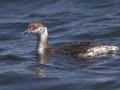 Horned Grebe