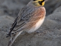 Horned Lark